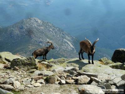 Mira,Los Galayos-Sierra de Gredos; rutas lagunas de ruidera imon viajes sierra bosque encantado urba